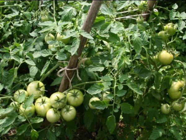 Выращивание помидоров в открытом грунте. Сорт томатов Белый налив