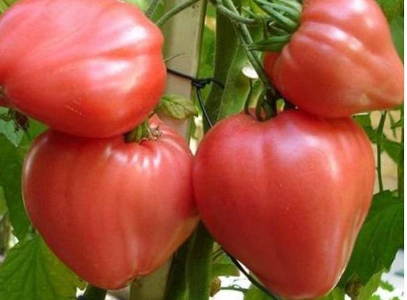 Выращивание помидоров в открытом грунте. Индетерминантный томат Буденовка