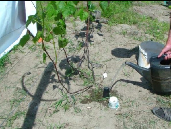 Подкормка винограда весной минеральными удобрениями