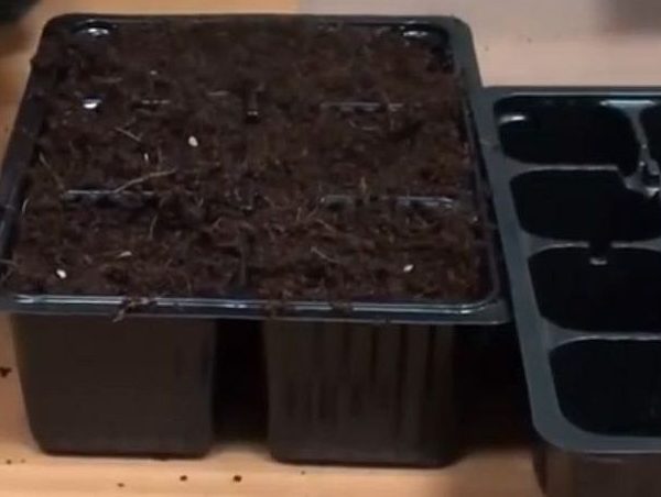 Посев капусты на рассаду в домашних условиях: подготовка емкостей