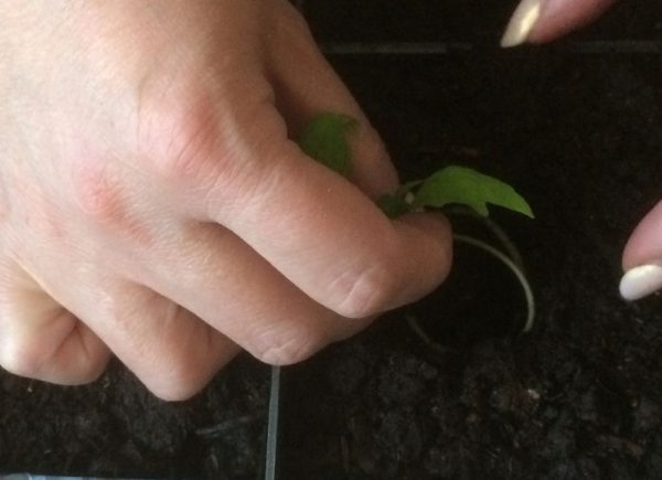 Один из способов, как пикировать вытянувшуюся рассаду томатов: закручивание стебля в спираль, при пересадке