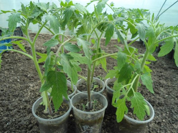 Выращивание томатов в теплице начинается с рассады