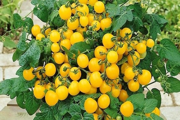 Сорта томатов черри для теплицы на Урале. Желтая шапочка