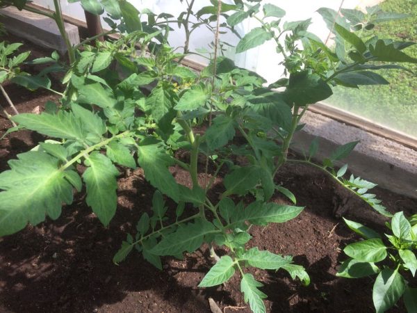Выращивание томатов в теплице: посадка рассады в грядку