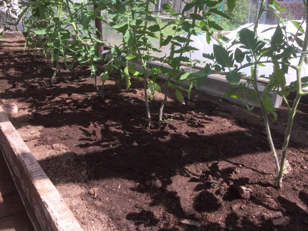 Схема посадки томатов в теплице рядами, разреженная.