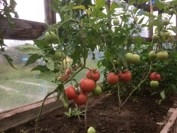 Выращивание томатов в теплице не обходится без подкормок