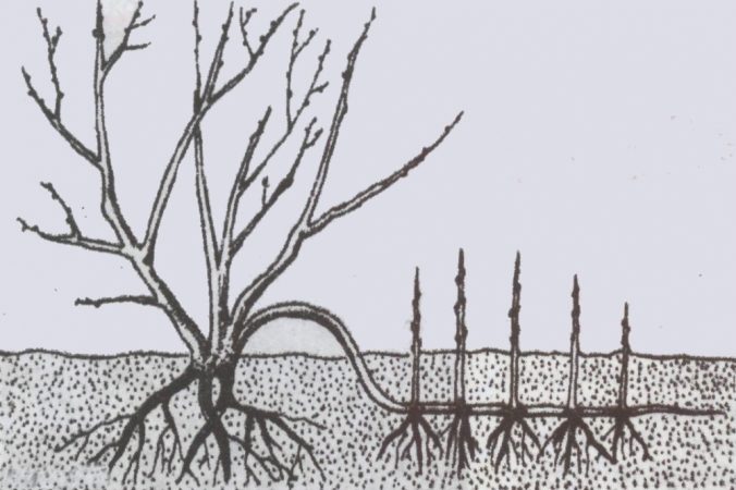 Размножение сливы черенками, отводками, корневой порослью