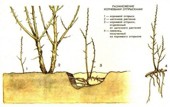 Размножение сливы черенками, отводками, корневой порослью