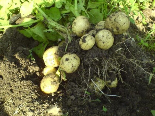 картофель Гала, сбор урожая