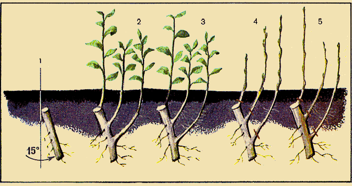 Размножение сливы корневыми черенками