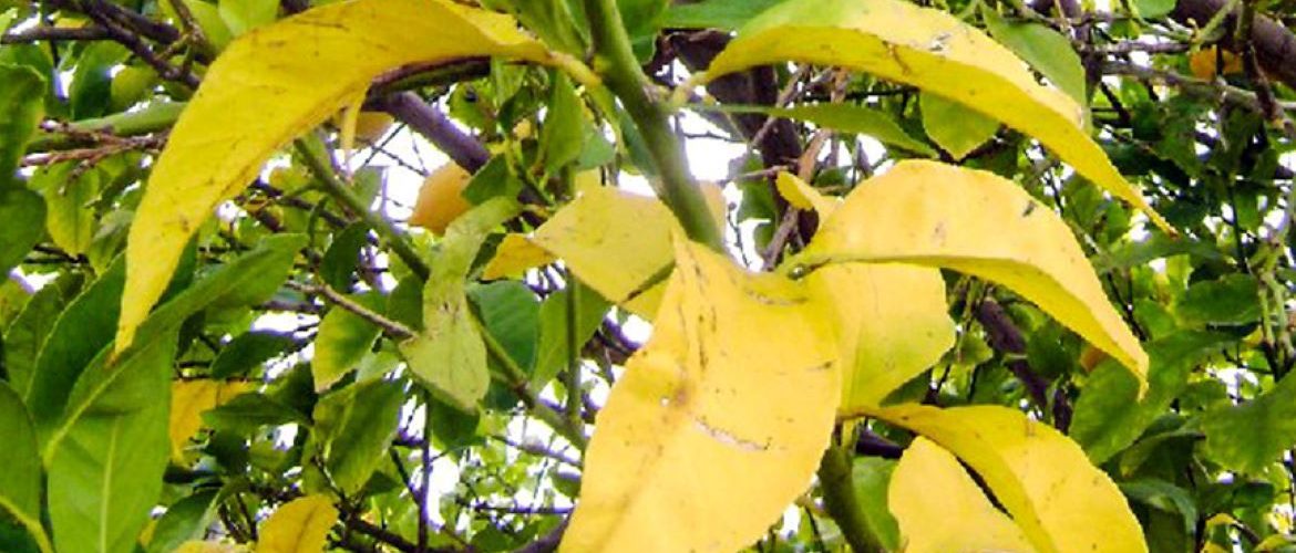 Почему желтеют листья яблони: 5 проверенных способов спасти дерево