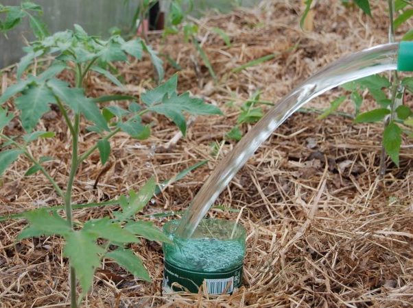 Как поливать томаты в теплице из поликорбоната, норма полива