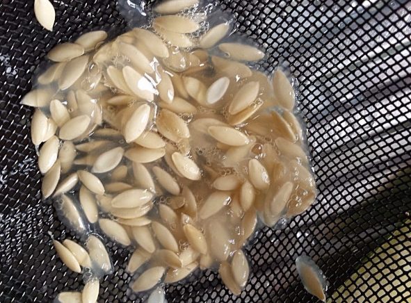 Как собрать семена огурца: промывка семян
