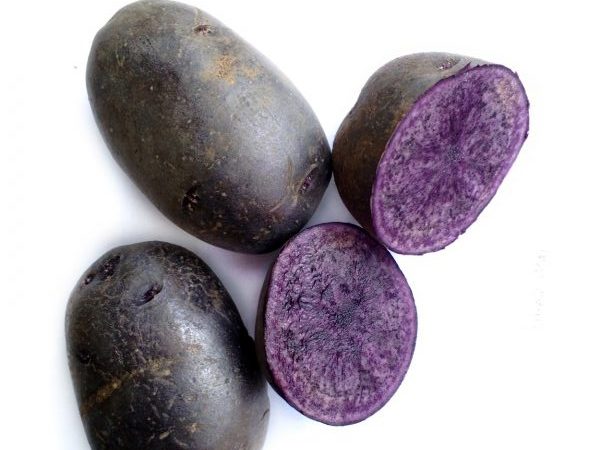 Фиолетовый картофель сорт Пурпурное величество