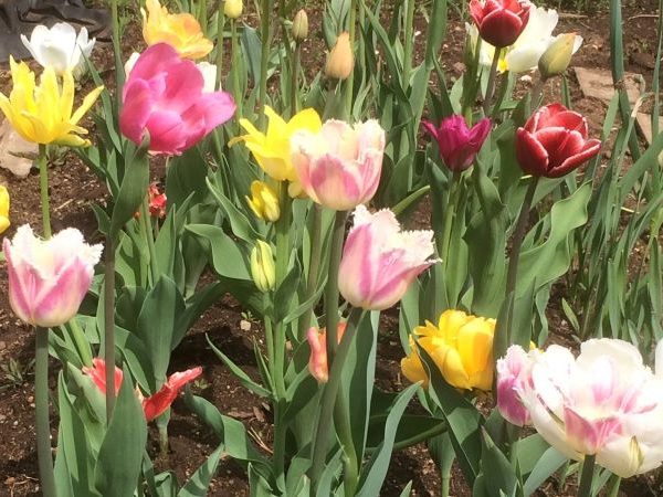 Неприхотливые многолетники цветущие весной, тюльпаны