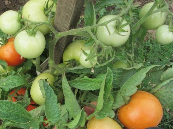 Ранние томаты для открытого грунта Аврора f1