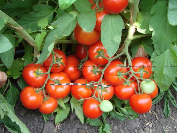 Ранние томаты для теплицы: Аврора F1