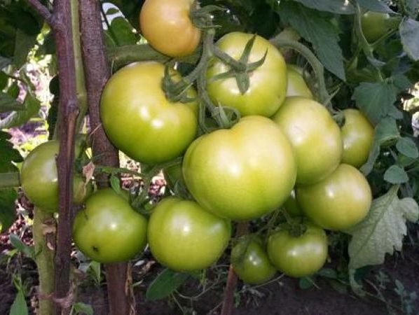 Ранние томаты для теплицы: Пышка F1