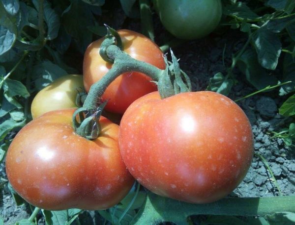 Детерминантнын томаты: сорт Большая мамочка