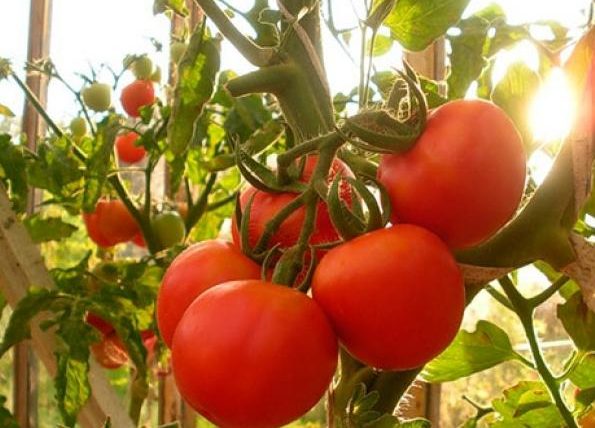 Ранние томаты для теплицы: Дарья F1