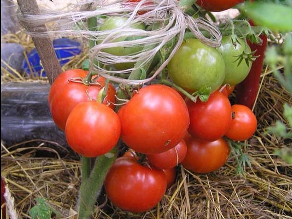 Ранние томаты для теплицы: Бони ММ