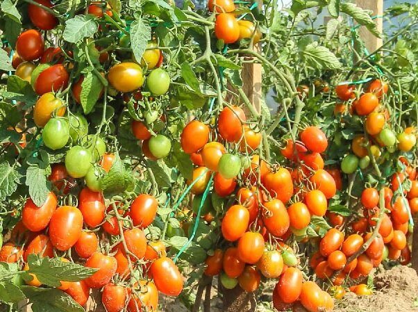 Ранние томаты для теплицы: Сливка медовая 