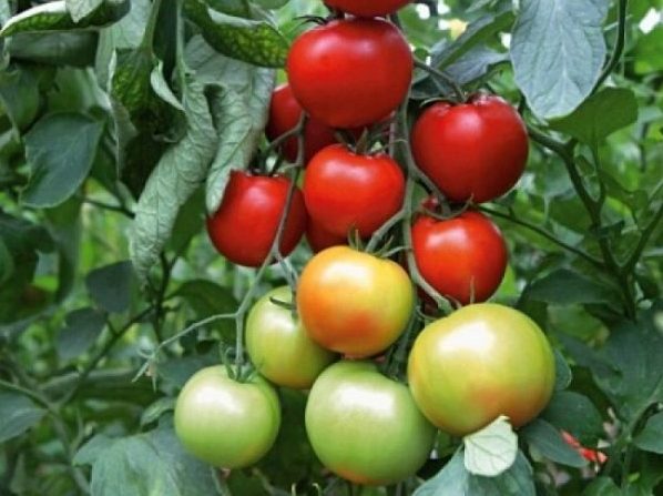 Ранние томаты для открытого грунта: Афродита F1