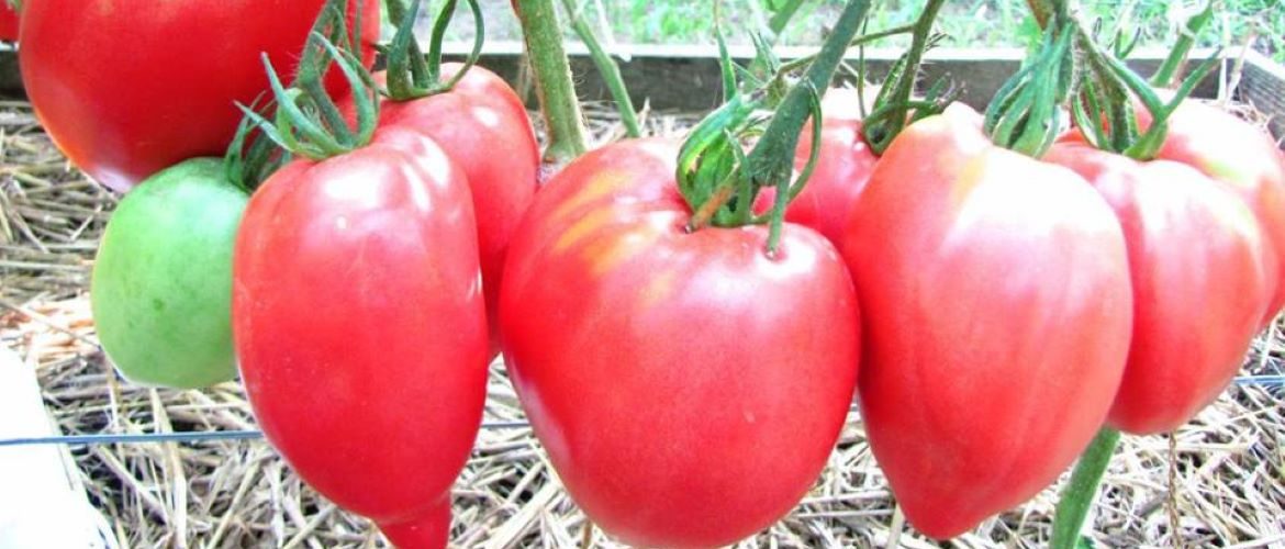 Минусинские сорта томатов: описание с фото