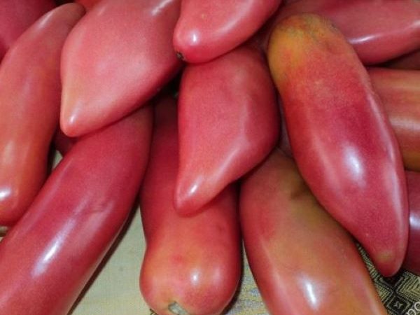 Минусинские сорта томатов: Минусинский кистевой