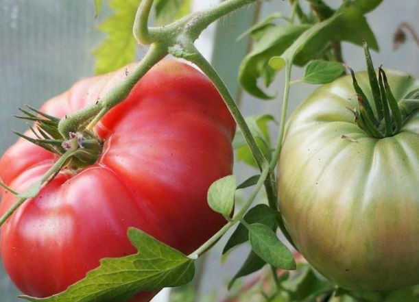 Минусинские сорта томатов: Минусинский безразмерный