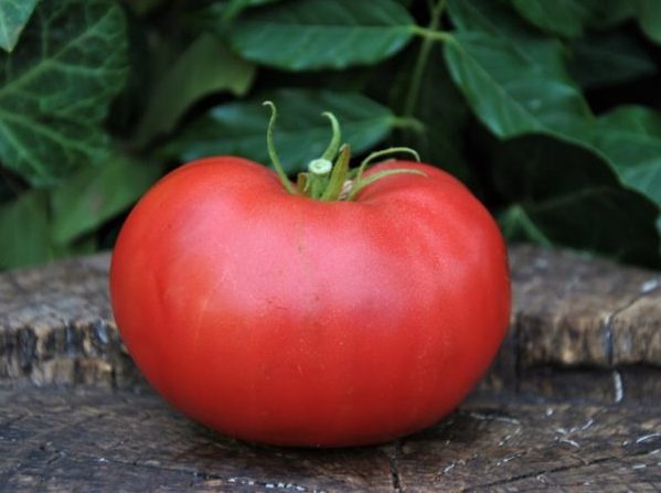 Минусинские сорта томатов: Минусинское искушение