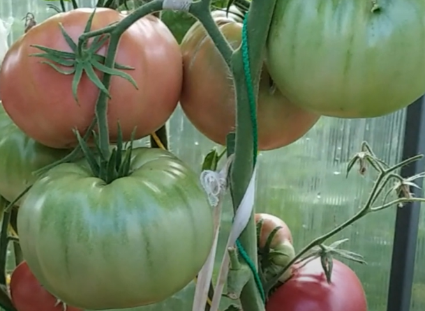 Минусинские сорта томатов: Минусинский бурлак