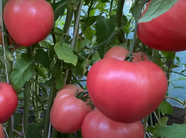 Минусинские сорта томатов: Бычье сердце минусинское
