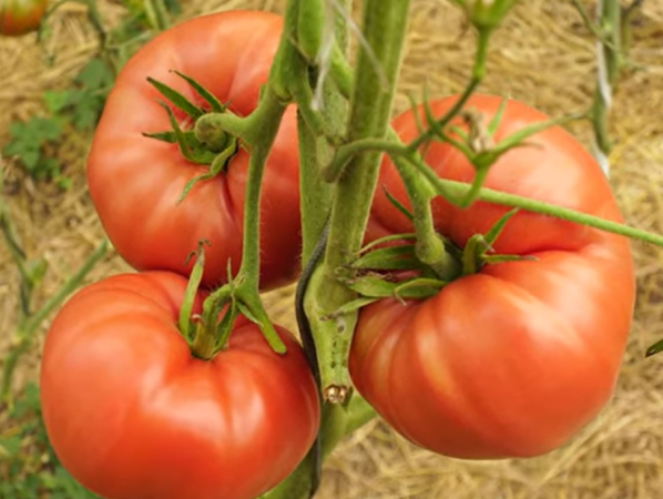 Минусинские сорта томатов: Минусинский гигант