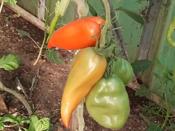 Минусинские сорта томатов: Минусинский перцевидный
