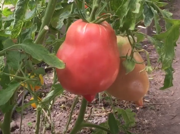 Минусинские сорта томатов: Минусинские стаканы