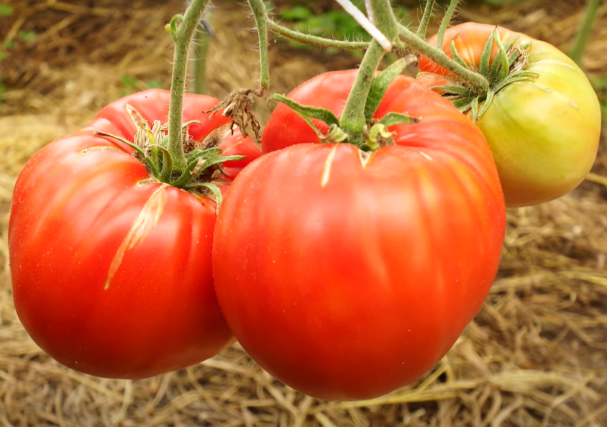 Минусинские сорта томатов: Минусинские шары