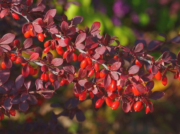 Кустарник с красными листьями: барбарис обыкновенный