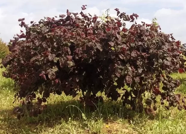Фундук Варшавский - кустарник с красными листьями